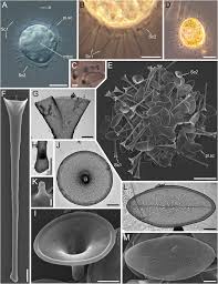 Attēlu rezultāti vaicājumam “Tubifera sp.”