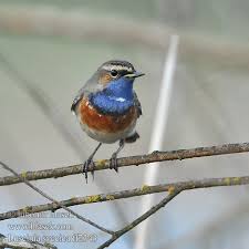 Attēlu rezultāti vaicājumam “Luscinia svecica”