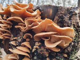 Attēlu rezultāti vaicājumam “Panellus stipticus”