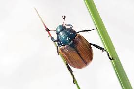 Attēlu rezultāti vaicājumam “Anomala dubia”