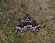 Attēlu rezultāti vaicājumam “Lampropteryx suffumata”