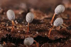 Attēlu rezultāti vaicājumam “Physarum penetrale macro”