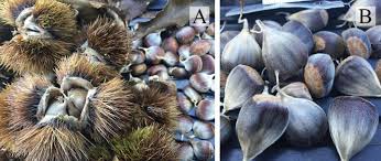 Attēlu rezultāti vaicājumam “Licea castanea macro”