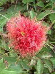 Attēlu rezultāti vaicājumam “Diplolepis bicolor”