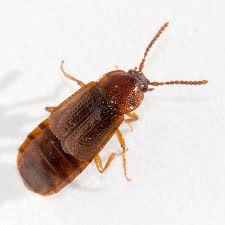 Attēlu rezultāti vaicājumam “Scaphisoma sp.”