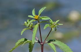 Attēlu rezultāti vaicājumam “Bidens tripartita flower”