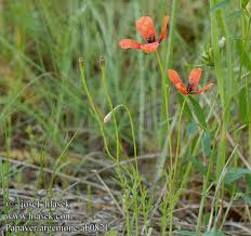 Attēlu rezultāti vaicājumam “Papaver argemone”