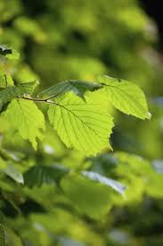 Attēlu rezultāti vaicājumam “Corylus avellana leaf”