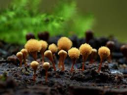 Attēlu rezultāti vaicājumam “Hemitrichia clavata macro”