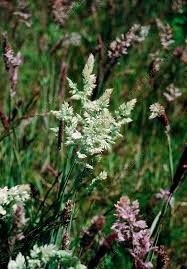 Attēlu rezultāti vaicājumam “Holcus lanatus”