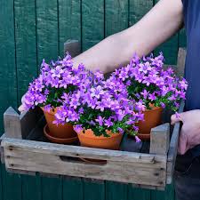 Image result for Glockenblumen
