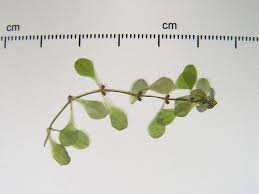 Attēlu rezultāti vaicājumam “Callitriche verna”