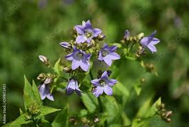 Image result for Campanula moesiaca