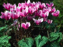 Attēlu rezultāti vaicājumam “Cyclamen hederifolium”