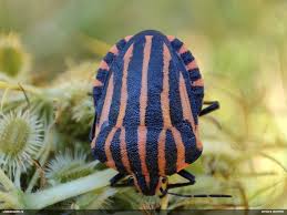 Attēlu rezultāti vaicājumam “Lamproderma nigrescens macro”