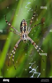 Attēlu rezultāti vaicājumam “Argiope bruennichi female”