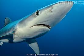 Image result for Prionace glauca