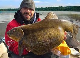 Image result for Tinca tinca