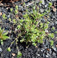 Attēlu rezultāti vaicājumam “Potentilla arenaria leaf”
