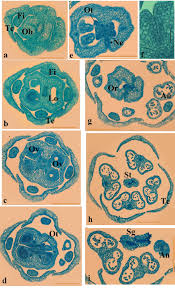 Attēlu rezultāti vaicājumam “Maianthemum bifolium flower”