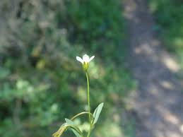 Attēlu rezultāti vaicājumam “Linum catharticum flower”