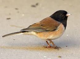 Image result for Junco hyemalis