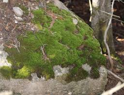 Attēlu rezultāti vaicājumam “Campylium chrysophyllum”