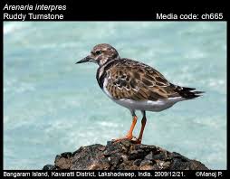 Attēlu rezultāti vaicājumam “Arenaria interpres adult”