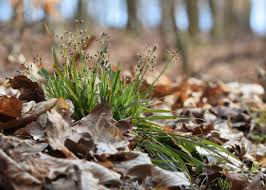 Attēlu rezultāti vaicājumam “Luzula pilosa”