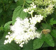 Attēlu rezultāti vaicājumam “Filipendula ulmaria  leaf”