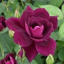 「アイスバーグ」の画像検索結果