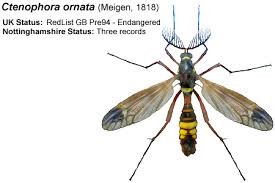 Attēlu rezultāti vaicājumam “Dictenidia bimaculata male”