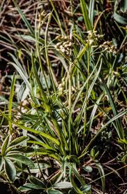 Attēlu rezultāti vaicājumam “Carex capillaris”