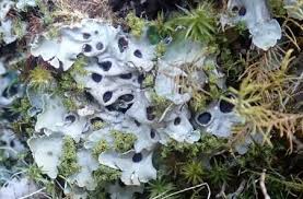 Attēlu rezultāti vaicājumam “Chaenotheca gracilenta”