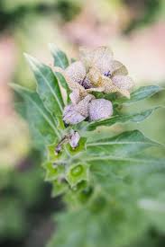 Image result for bilsenkraut