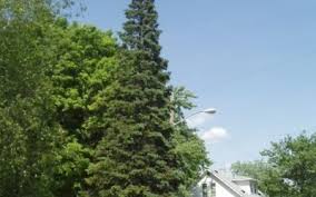 Attēlu rezultāti vaicājumam “Abies”