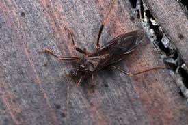 Attēlu rezultāti vaicājumam “Reduvius personatus”