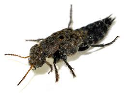 Attēlu rezultāti vaicājumam “Ontholestes murinus”