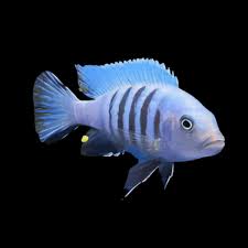 Risultati immagini per cynotilapia pulpican