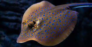 Image result for Megatrygon microps