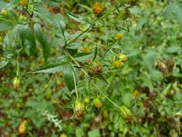 Attēlu rezultāti vaicājumam “Bidens frondosa”