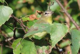 Image result for Vireo philadelphicus