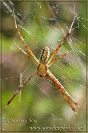 Attēlu rezultāti vaicājumam “Argiope bruennichi female”