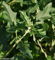 Attēlu rezultāti vaicājumam “Atriplex calotheca leaf”