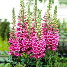 Attēlu rezultāti vaicājumam “Digitalis purpurea”