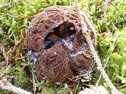 Attēlu rezultāti vaicājumam “Sarcosoma globosum”