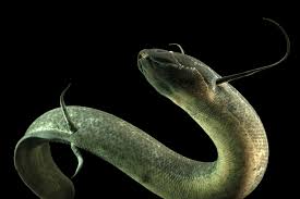 Attēlu rezultāti vaicājumam “Blepharidopterus angulatus imago”