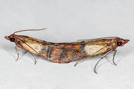 Attēlu rezultāti vaicājumam “Plodia interpunctella”