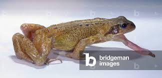 Attēlu rezultāti vaicājumam “Rana temporaria adult”