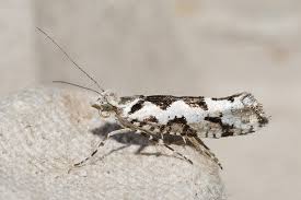 Attēlu rezultāti vaicājumam “Ypsolopha sequella”